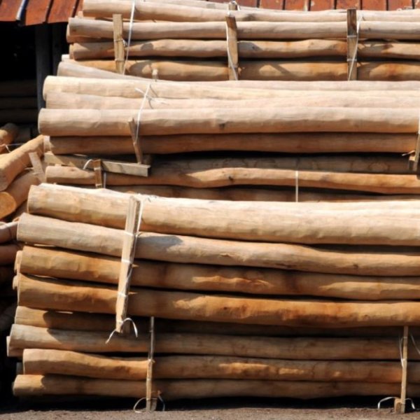 Kvasthegn - alt du skal vide