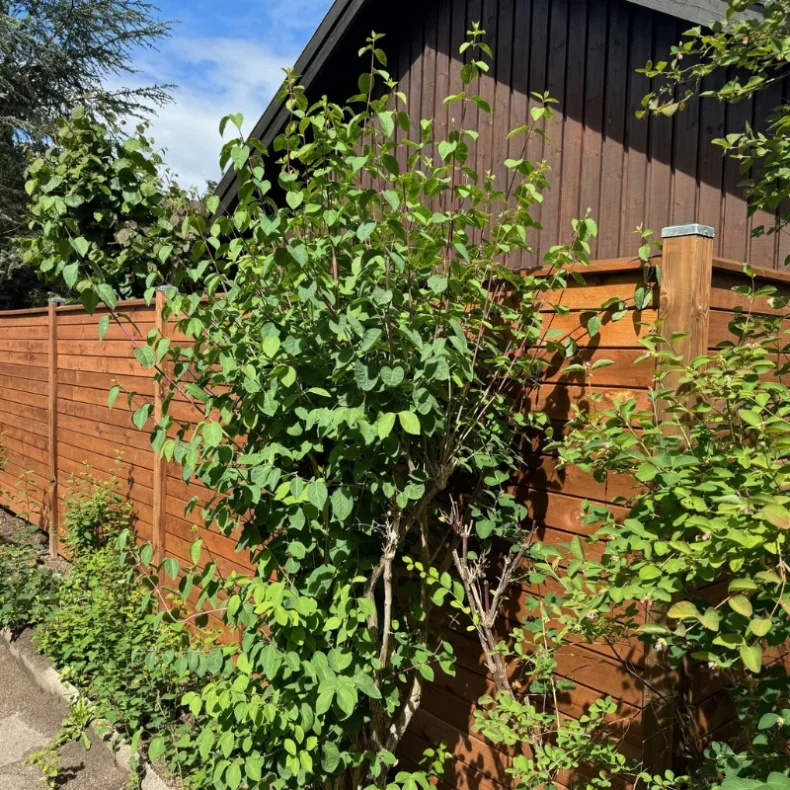 Systemhegn i brunt trykimprgneret tr - Bronzeklasse