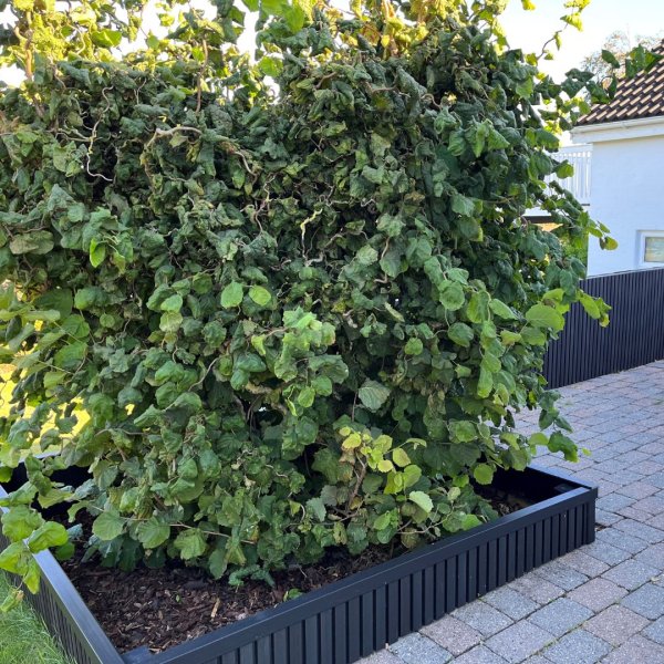 Kompositbekldning 26x219x2900 mm  Lefkas eksklusive facadepaneler